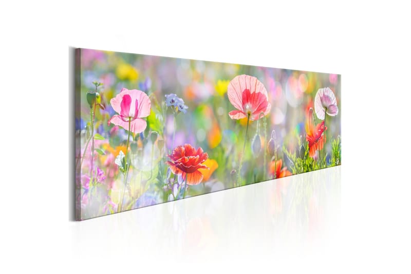 Tavla Rainbow of Morning Poppies 135x45 - Interiør - Maleri & posters - Lerretsbilder