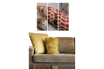 Trelerret 3-delt 50x70 cm - Fargerike skjell i en detaljert komposisjon - Rød / Beige / Brun - Interiør - Maleri & posters - Lerretsbilder