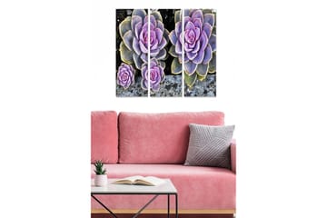 Trelerretsbilde 3-delt 50x70 cm - Fargerike sukkulenter i forskjellige nyanser - Lilla / Grønn / Grå - Interiør - Maleri & posters - Lerretsbilder