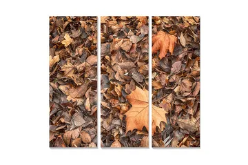 Trelerretsbilde 3-delt 50x70 cm - Høstblader i forskjellige nyanser av brunt og oransje - Brun / Oransje / Beige - Interiør - Maleri & posters - Lerretsbilder