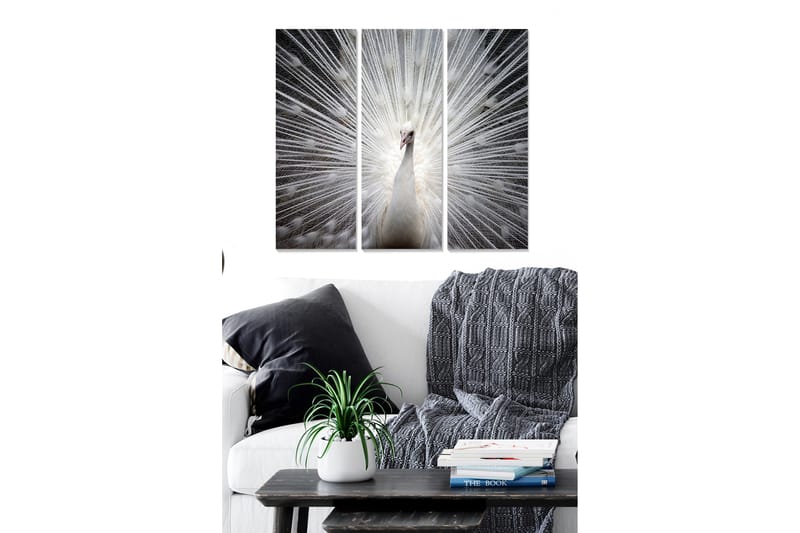 Trelerretsbilde 3-delt 50x70 cm - Hvit påfugl med lysstråler bak seg, Hvit / Grå / Svart