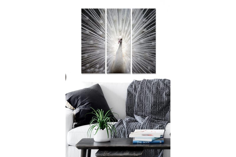 Trelerretsbilde 3-delt 50x70 cm - Hvit påfugl med lysstråler bak seg, Hvit / Grå / Svart
