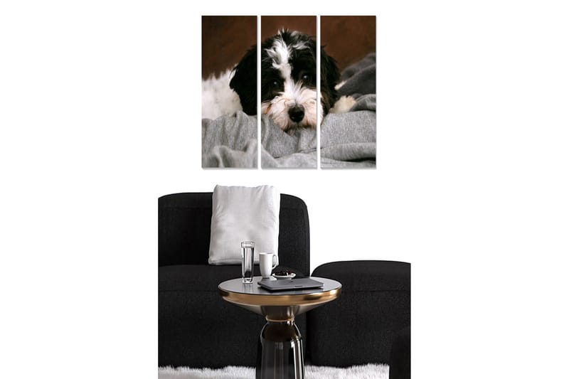 Trelerretsbilde 3-delt 50x70 cm - Søt hund som hviler på et mykt teppe, Svart / Hvit / Grå