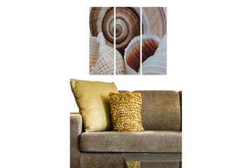 Trelerretsbilde 3-delt 50x70 cm - Skjell med detaljerte mønstre og naturlige former - Hvit / Beige / Brun - Interiør - Maleri & posters - Lerretsbilder