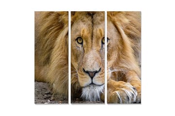 Trelerretsbilde i tre, 3-delt, 50x70 cm - Storslått løvehode med intense øyne - Gull / Brun / Beige - Interiør - Maleri & posters - Lerretsbilder
