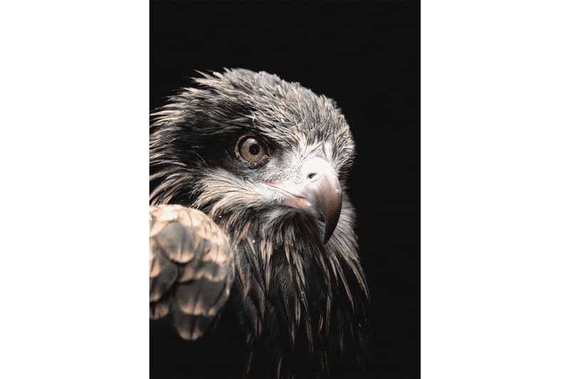 Black Eagle Foto Grå/Beige/Svart - 50x70 cm - Posters - Dyreplakater Black Eagle Foto Grå/Beige/Svart - 50x70 cm - Posters - Dyreplakater