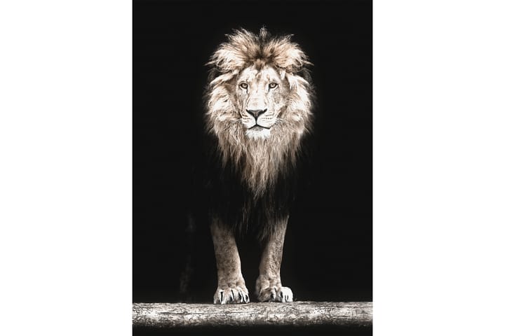 Majestic Lion In Black Foto Beige/Grå/Svart - Posters - Dyreplakater