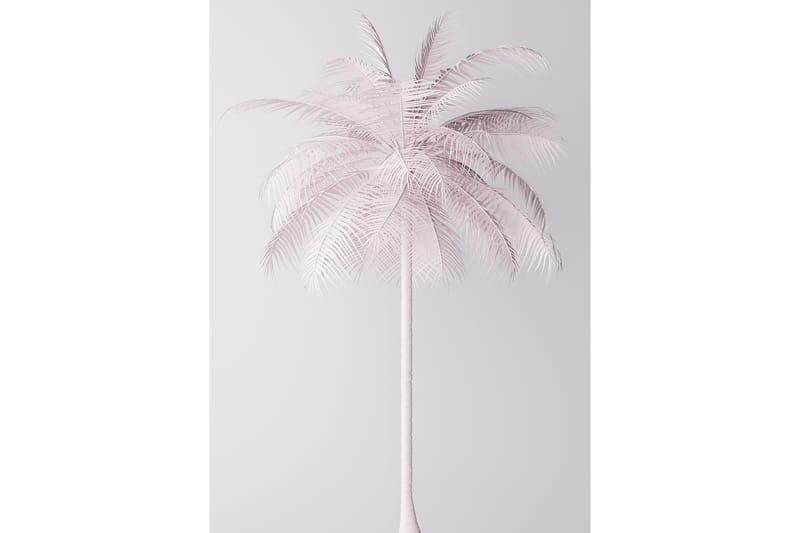 Palmtree Foto Rosa/Hvit - Posters