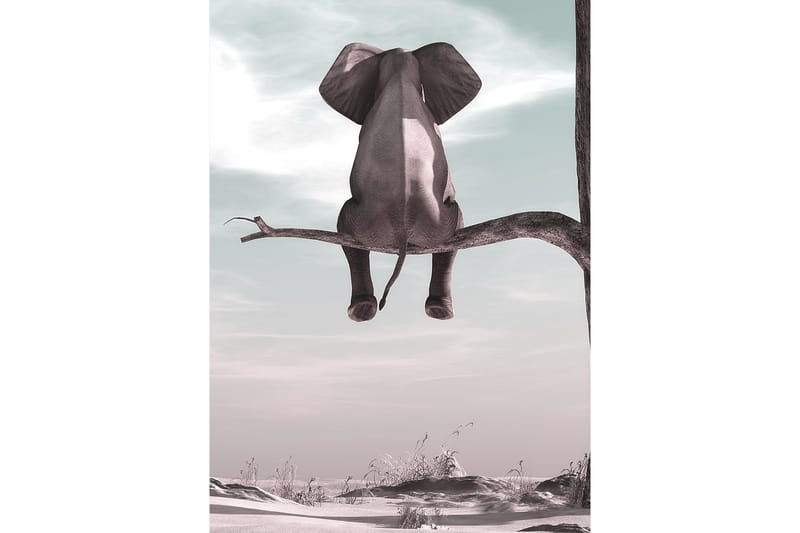 Poster Elephant 50x70 cm - Multifarge - Posters