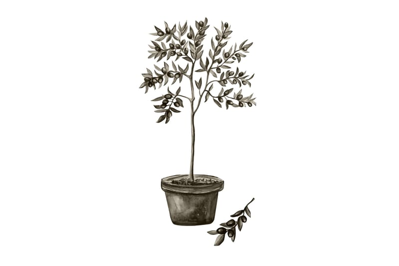 Poster Olive 30x40 cm, Hvid/Grøn