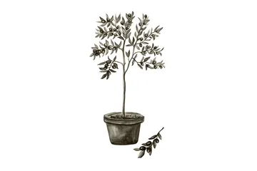 Poster Olive 30x40 cm - Hvid/Grøn - Interiør - Maleri & posters - Posters