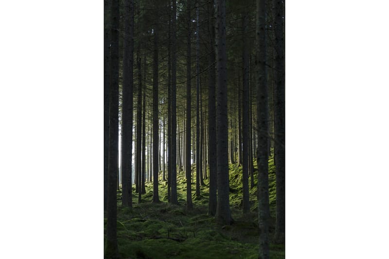 Poster Woods 70x100 cm, Sort/Grøn