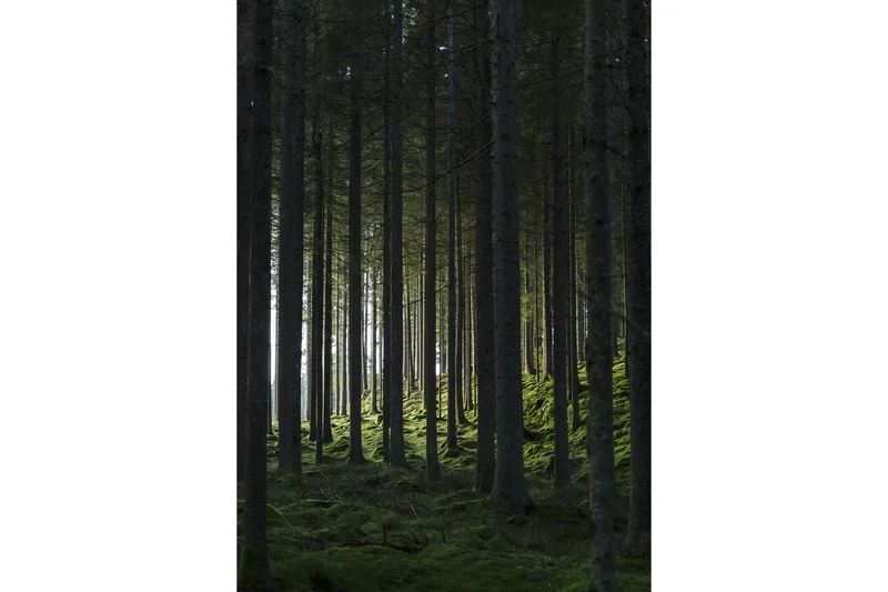 Poster Woods 70x100 cm, Sort/Grøn