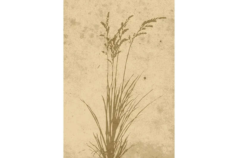 Poster Plant art 70x100 cm, Beige