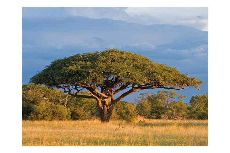 Fototapet African Akacia Tree Hwange National Park 250x193 - Artgeist sp. z o. o. - Tapet stue - Fototapeter - Kjøkkentapeter - Tapet soverom