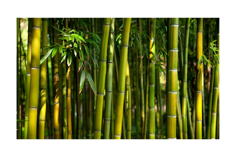 Fototapet Asiatisk Bambusskog 450x270 - Artgeist sp. z o. o. - Tapet stue - Fototapeter - Kjøkkentapeter - Tapet soverom
