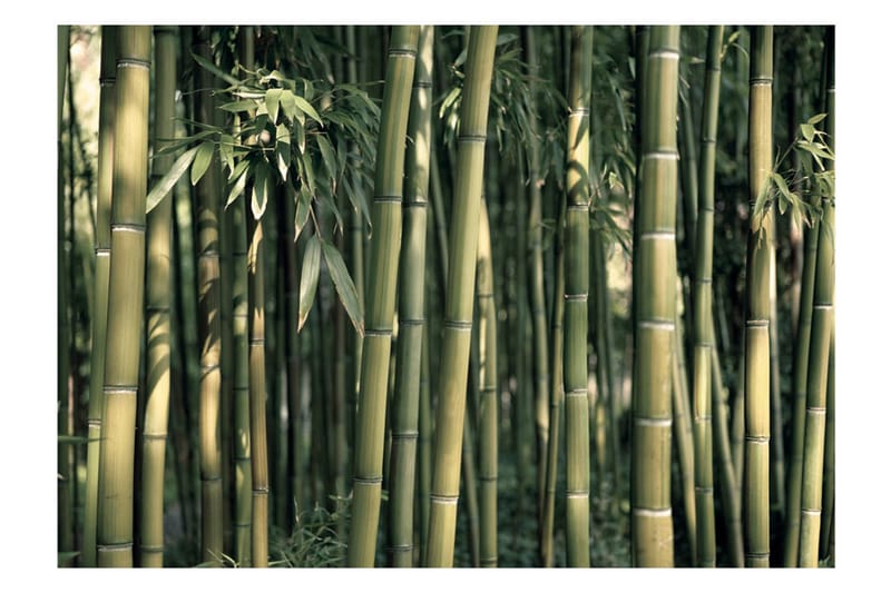 Fototapet Bamboo Exotic 250x175 - Artgeist sp. z o. o. - Tapet stue - Fototapeter - Kjøkkentapeter - Tapet soverom