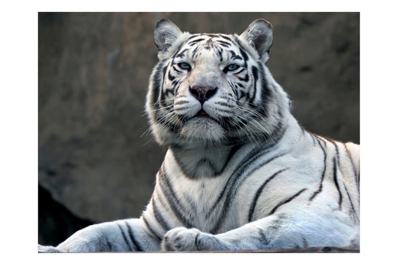 Fototapet Bengali Tiger Zoo 350x270 - Artgeist sp. z o. o. - Tapet stue - Fototapeter - Kjøkkentapeter - Tapet soverom