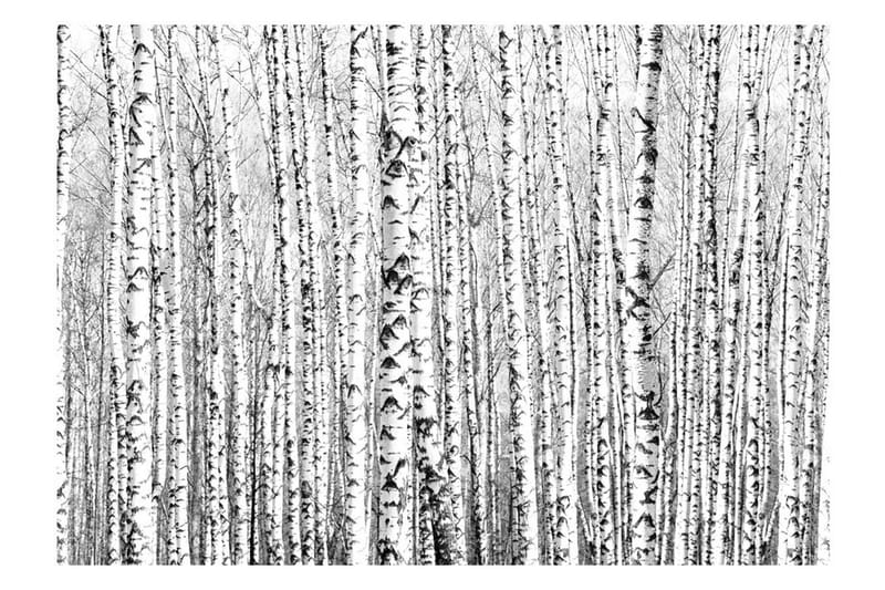 Fototapet Birch Forest 300x210 - Artgeist sp. z o. o. - Tapet stue - Fototapeter - Kjøkkentapeter - Tapet soverom