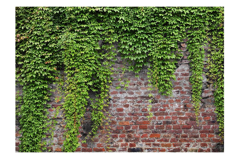 Fototapet Brick And Ivy 150x105 - Artgeist sp. z o. o. - Tapet stue - Fototapeter - Kjøkkentapeter - Tapet soverom