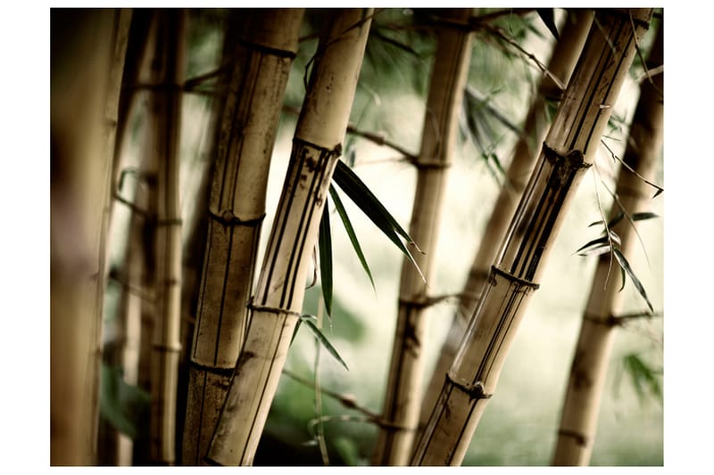 Fototapet Fog And Bamboo Forest 300x231 - Artgeist sp. z o. o. - Tapet stue - Fototapeter - Kjøkkentapeter - Tapet soverom