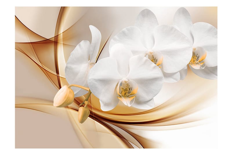 Fototapet Orchid Blossom 250x175 - Artgeist sp. z o. o. - Tapet stue - Fototapeter - Kjøkkentapeter - Tapet soverom