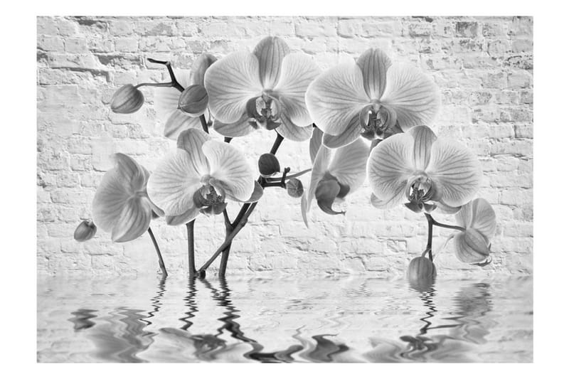 Fototapet Orchid In Shades Of Grey 100x70 - Artgeist sp. z o. o. - Tapet stue - Fototapeter - Kjøkkentapeter - Tapet soverom
