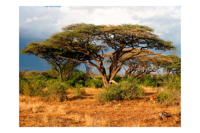 Fototapet Samburu National Reserve Kenya 200x154 - Artgeist sp. z o. o. - Tapet stue - Fototapeter - Kjøkkentapeter - Tapet soverom