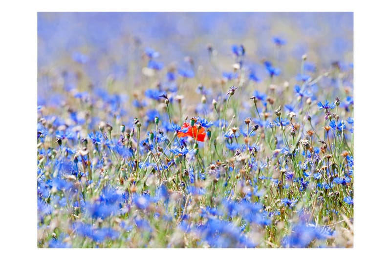 Fototapet Sky-Colored Meadow Cornflowers 200x154 - Artgeist sp. z o. o. - Tapet stue - Fototapeter - Kjøkkentapeter - Tapet soverom