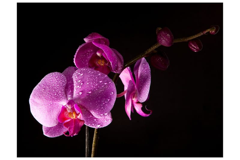 Fototapet Stylish Orchids 300x231 - Artgeist sp. z o. o. - Tapet stue - Fototapeter - Kjøkkentapeter - Tapet soverom
