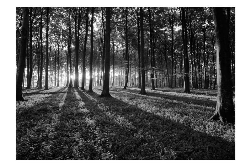Fototapet The Light In The Forest 300x210 - Artgeist sp. z o. o. - Tapet stue - Fototapeter - Kjøkkentapeter - Tapet soverom