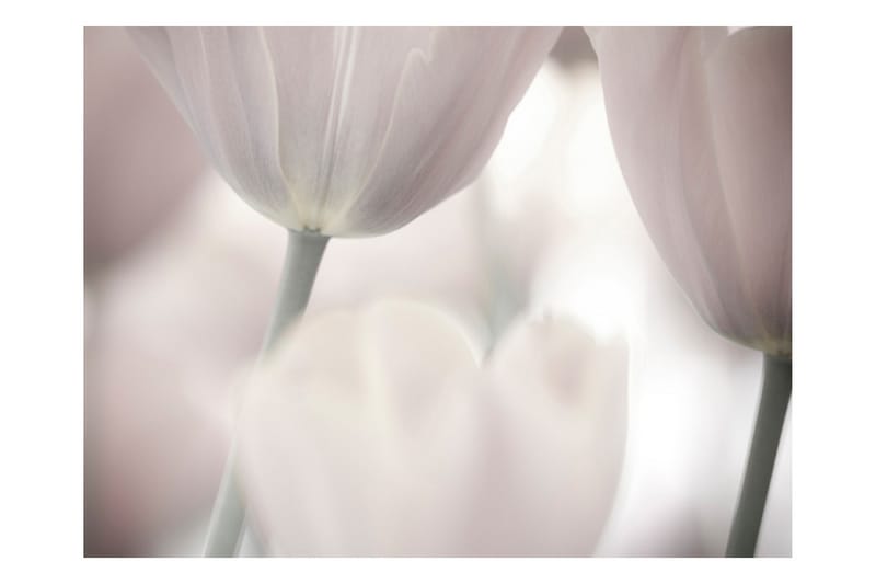 Fototapet Tulips Fine Art Black And White 200x154 - Artgeist sp. z o. o. - Tapet stue - Fototapeter - Kjøkkentapeter - Tapet soverom