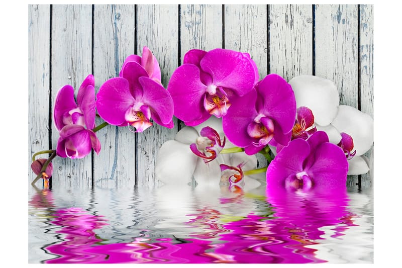 Fototapet Violet Orchids With Water Reflection 250x193 - Artgeist sp. z o. o. - Tapet stue - Fototapeter - Kjøkkentapeter - Tapet soverom