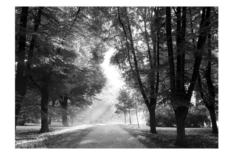 Fototapet Path Of Memories 300x210 - Artgeist sp. z o. o. - Tapet stue - Fototapeter - Kjøkkentapeter - Tapet soverom