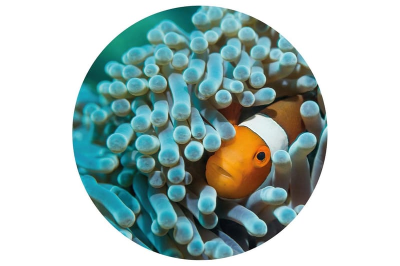 WallArt Tapetsirkel Nemo the Anemonefish 142,5 cm - Flerfarget - Tapet stue - Fototapeter - Kjøkkentapeter - Tapet soverom