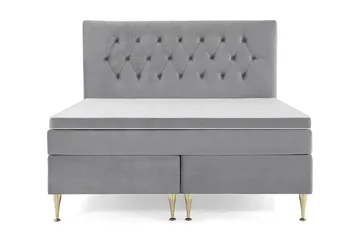 Høye Gullben - Lysegrå