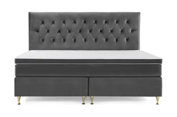 Lave Gullben - Mørkegrå