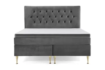 Høye Gullben - Mørkegrå