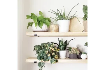 Wayte Vegghylle 60 cm i Tre med Metallstativ Svart/Eik - Svart / Eik - Oppbevaring - Hylle - Vegghylle