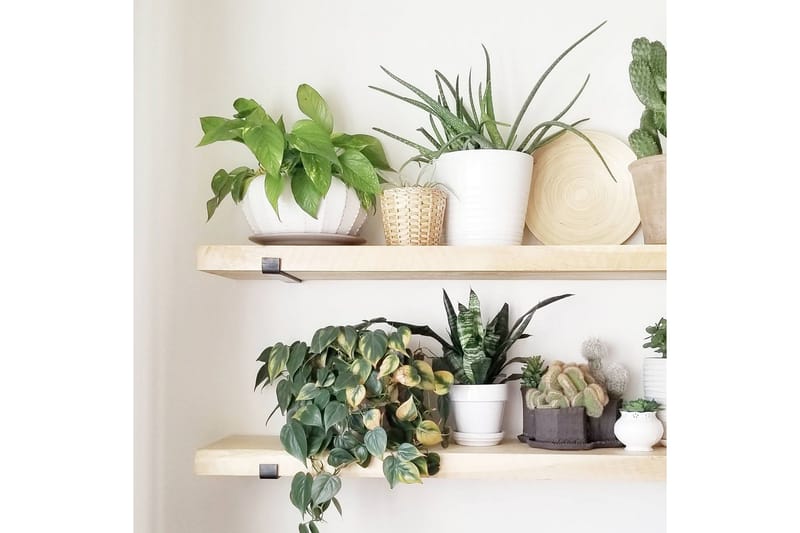 Wayte Vegghylle 60 cm i Tre med Metallstativ Svart/Eik - Svart / Eik - Oppbevaring - Hylle - Vegghylle
