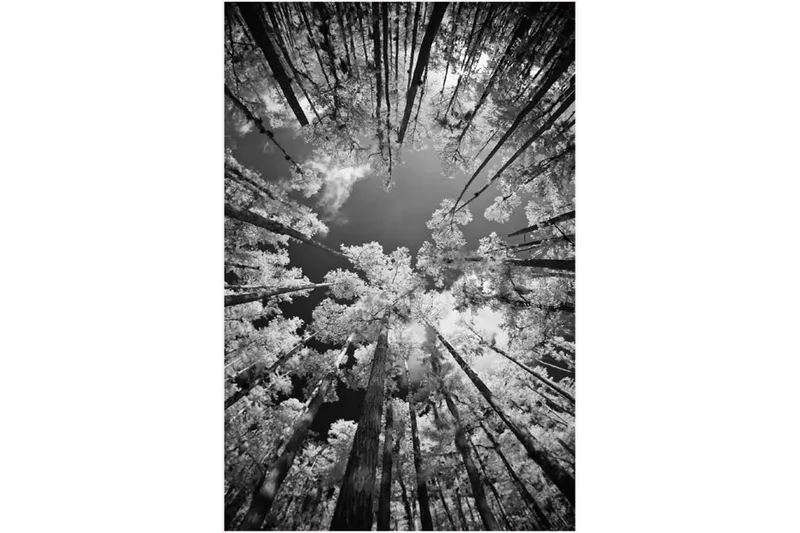 Matte (100 x 200) Homefesto - Bomull - Flerfarget/Fløyel - Tekstiler & tepper - Teppe & matte - Orientalske tepper - Persisk matte