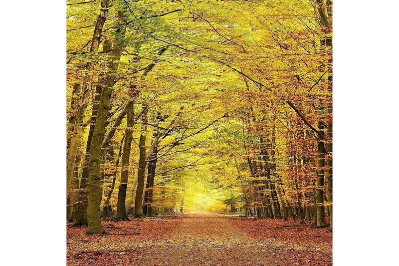 Matte (100x150) Homefesto 5 - Flerfarget - Tekstiler & tepper - Teppe & matte - Orientalske tepper - Persisk matte