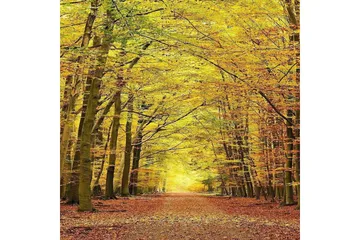 Matte (120x180) Homefesto 5 - Flerfarget - Tekstiler & tepper - Teppe & matte - Orientalske tepper - Persisk matte