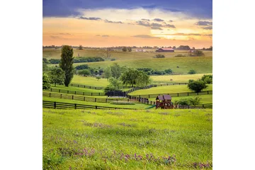 Matte (120x180) Homefesto 5 - Flerfarget - Tekstiler & tepper - Teppe & matte - Orientalske tepper - Persisk matte