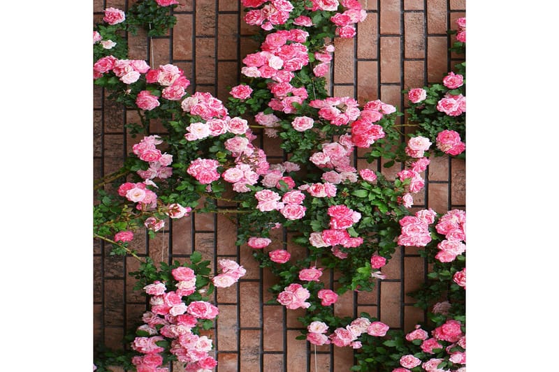 Matte (140x220) Homefesto 5 - Flerfarget - Tekstiler & tepper - Teppe & matte - Orientalske tepper - Persisk matte