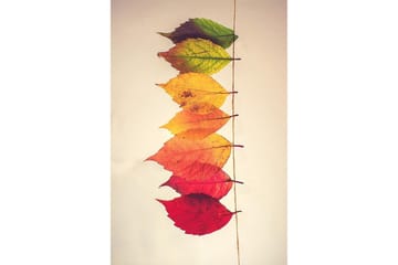 Homefesto Matte 80x300 cm - Multifarget - Tekstiler & tepper - Teppe & matte - Moderne matte - Wiltontepper